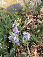 Veronica austriaca