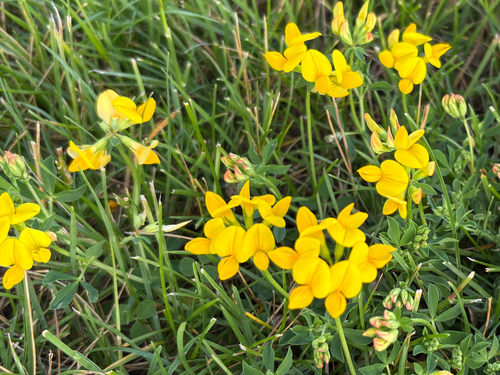 bird's-foot trefoil