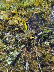 Rumex hydrolapathum