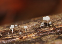 Mycena piringa