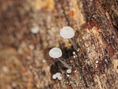 Mycena piringa