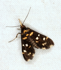 Diathrausta ochreipennis