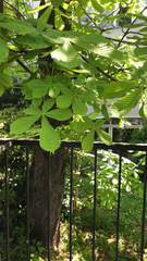 Aesculus hippocastanum