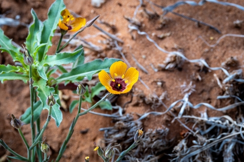 plains flax