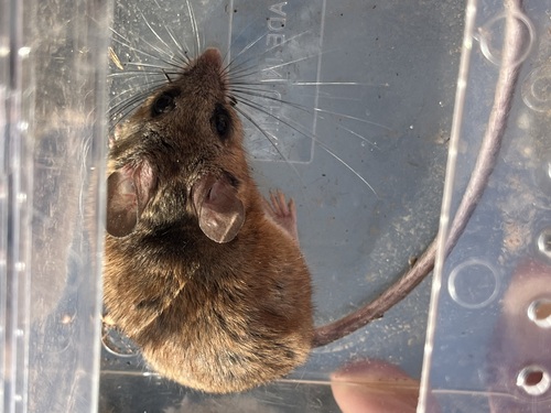 iNaturalist observation photo of Brush Deermouse