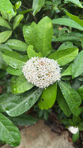 Ixora finlaysoniana observed 2026-06-09