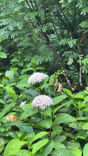 Ixora finlaysoniana observed 2026-06-09