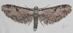 Eupithecia nevadata