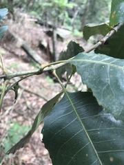 Schizomeria ovata