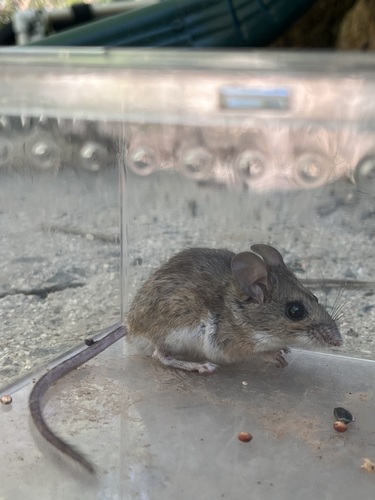 iNaturalist observation photo of Brush Deermouse