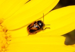 Cryptocephalus rugicollis