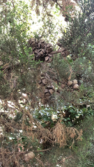 Cupressus