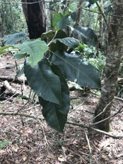 Schizomeria ovata