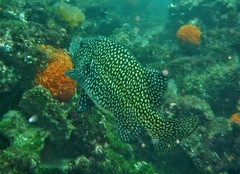 Oplegnathus insignis