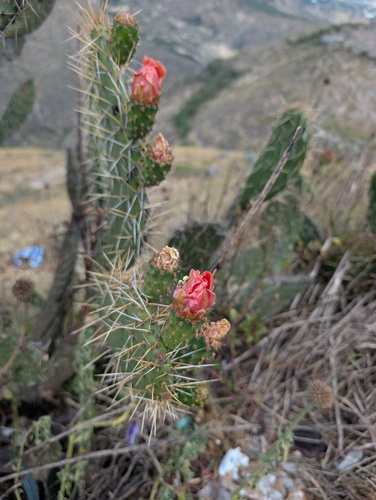 Opuntia soederstromiana, photograph 2