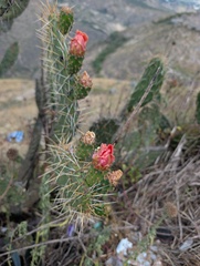 Opuntia soederstromiana, photograph (c) Yuri Sofronov, some rights reserved (CC BY)