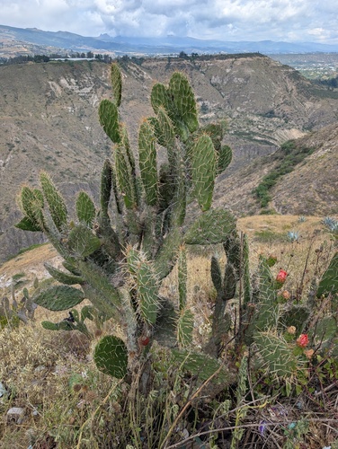 Opuntia soederstromiana, photograph 3