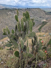 Opuntia soederstromiana, photograph (c) Yuri Sofronov, some rights reserved (CC BY)