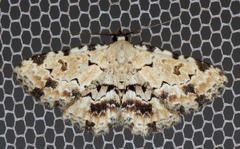 Sandava scitisignata