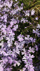 Phlox subulata