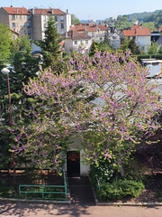 Cercis siliquastrum