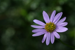 Brachyscome multifida