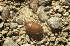 Neottiglossa pusilla