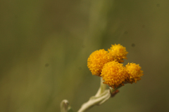 Chrysocephalum semipapposum