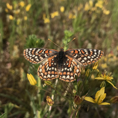 Euphydryas editha quino