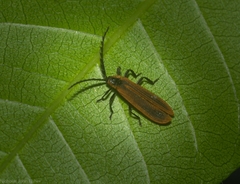 Trichalus ampliatus