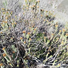 Oedera squarrosa
