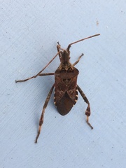 Leptoglossus occidentalis