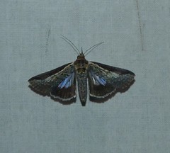 Lophoptera vittigera