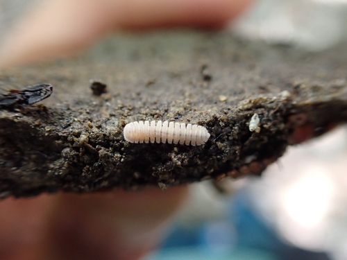 Niponia nodulosa