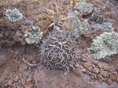 Echinofossulocactus dichroacanthus