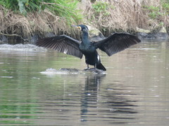 Phalacrocorax carbo