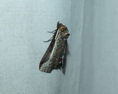 Lophoptera vittigera