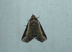 Lophoptera vittigera