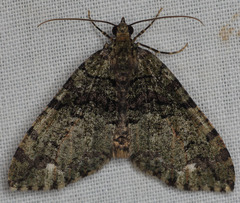 Hydriomena albifasciata