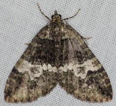 Hydriomena albifasciata