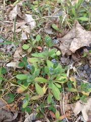 Myosotis ramosissima