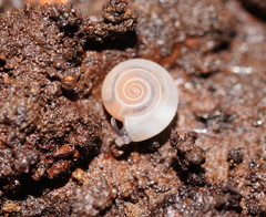 Meredithena dandenongensis