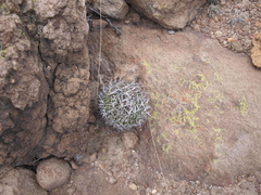 Echinofossulocactus dichroacanthus