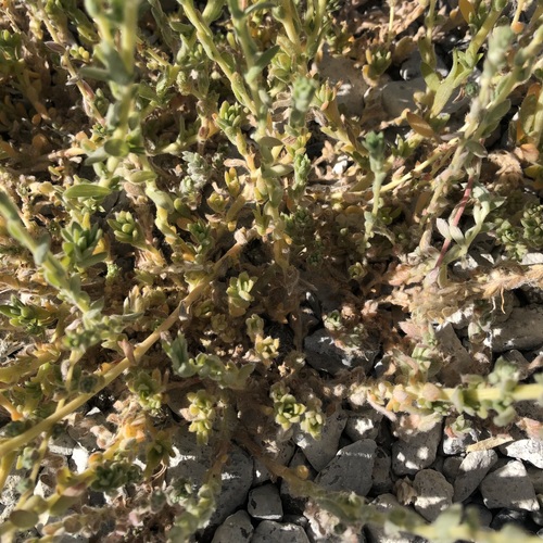 Bassia hyssopifolia, photograph 6