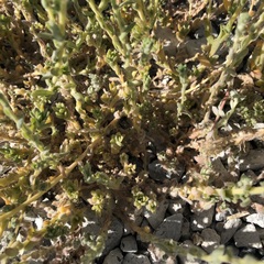 Bassia hyssopifolia, photograph (c) jonsense, some rights reserved (CC BY)