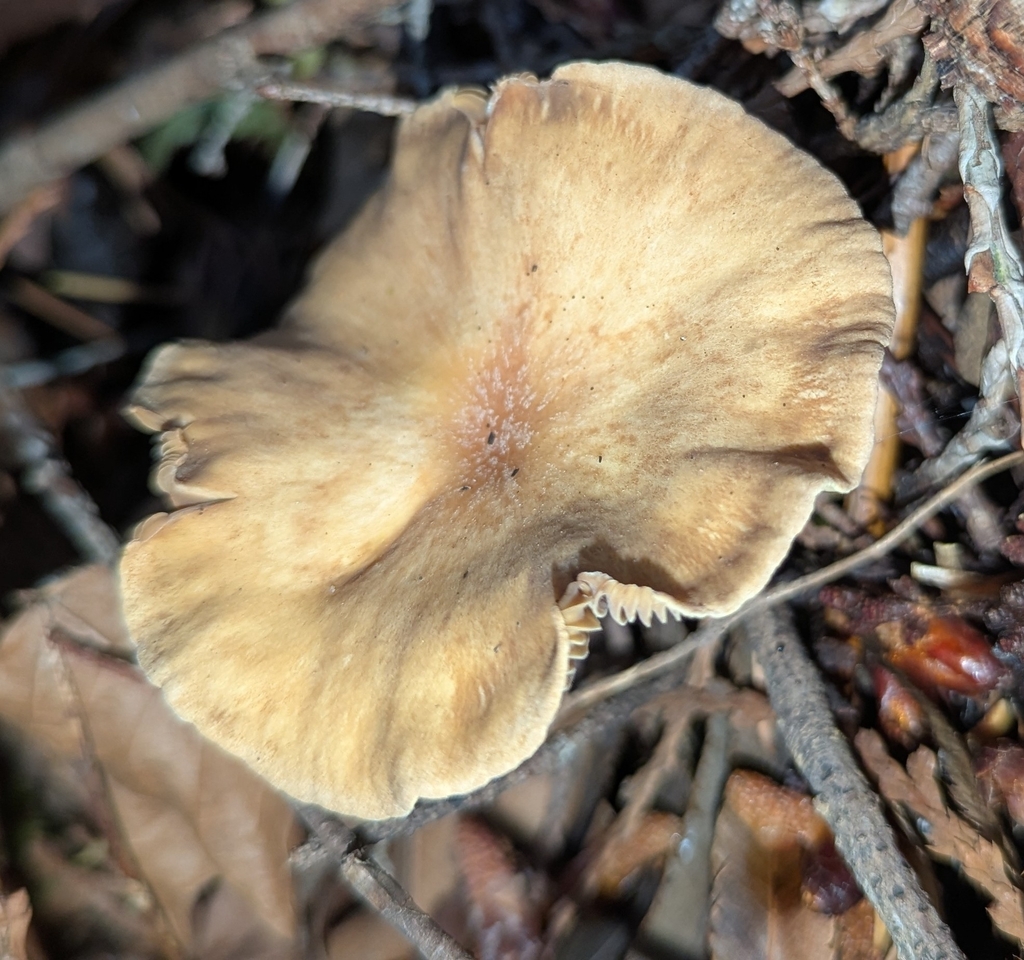 Wood Woolly-foot