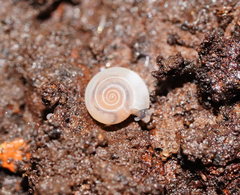 Meredithena dandenongensis