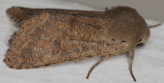 Orthosia pacifica