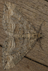 Perizoma custodiata