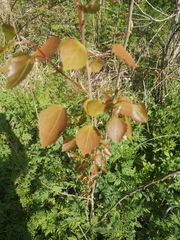 Populus